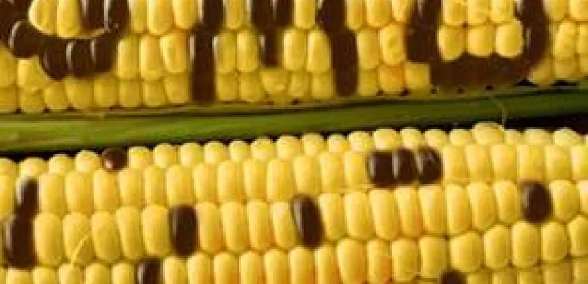 Premios Nobel dicen SI a alimentos GMO's Premios Nobel dicen SI a alimentos GMO's
