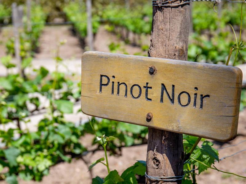 Pinot Noir 