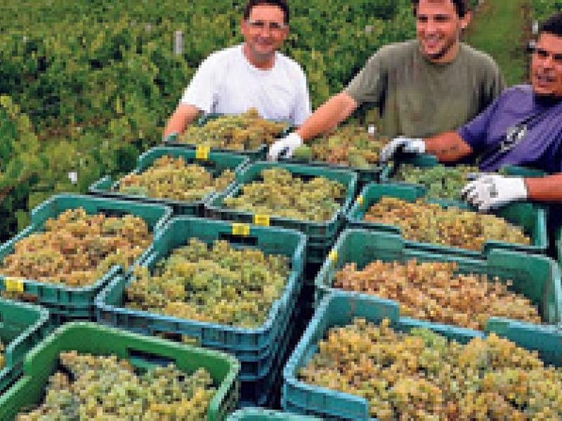 La Denominación de Origen Rías Baixas cierra vendimia con más de 41 millones de kilos de uvas