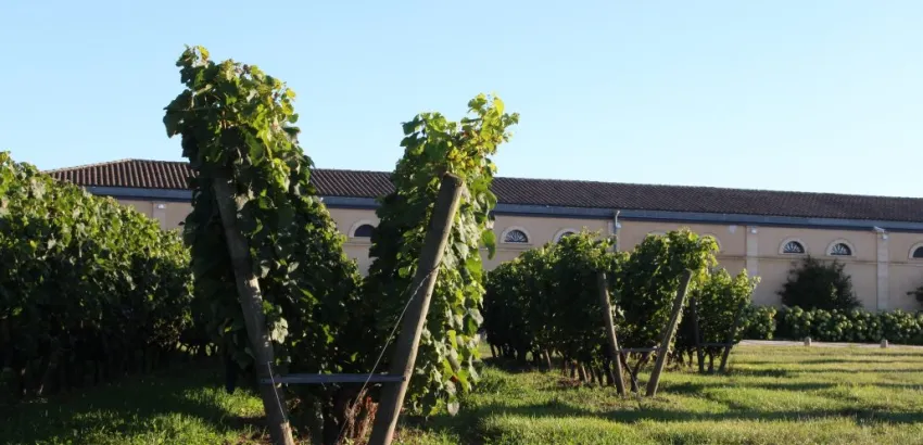 Viñedo Viñedo