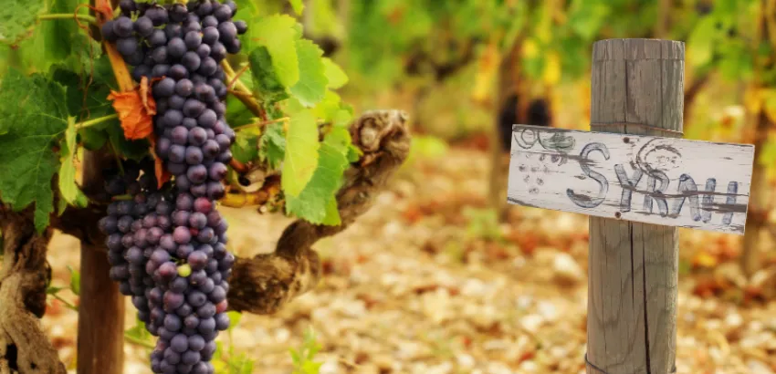syrah syrah