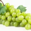 Uva moscatel