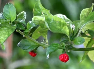 aji-aliento-de-dragon 