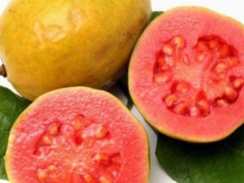 Guayaba