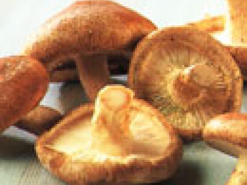 Shiitake la seta de la longevidad