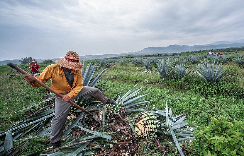 Tequila y mezcal