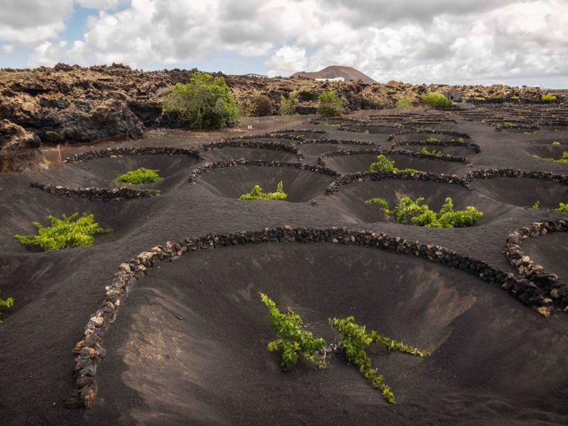 viñedos bodega el Grifo Lanzarote