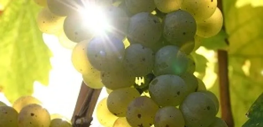 ¿Uvas gourmet? ¿Uvas gourmet?
