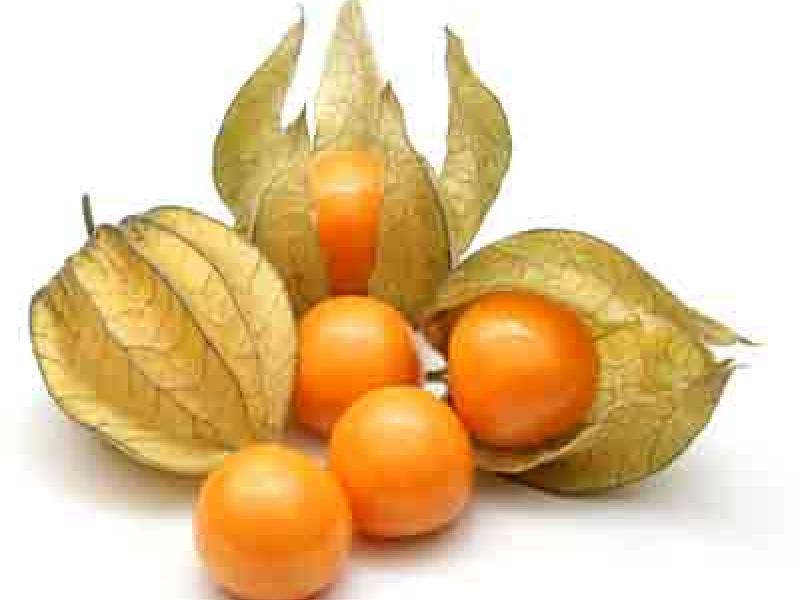 Aguaymanto: la Superfruta de los Incas