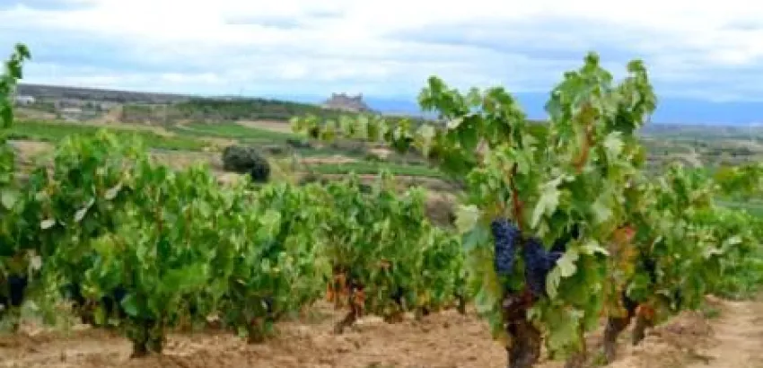 La Bodega Carlos Moro celebra su primera vendimia en La Rioja La Bodega Carlos Moro celebra su primera vendimia en La Rioja