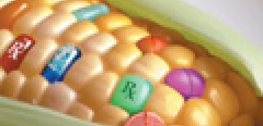 España. El 15 por ciento de alimentos de soja o maíz están contaminados por transgénicos España. El 15 por ciento de alimentos de soja o maíz están contaminados por transgénicos