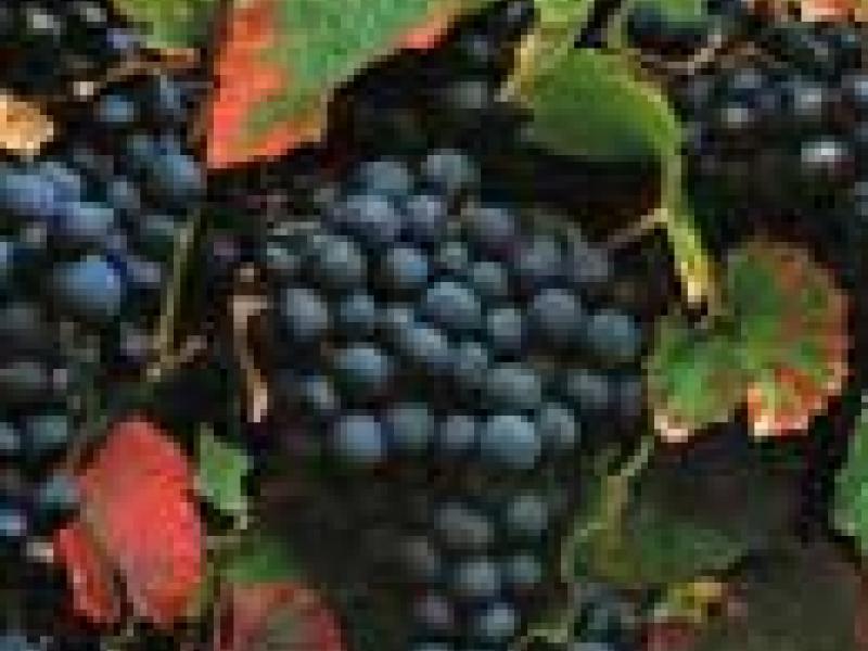 Francia, Chile y Argentina se llevan los primeros lugares del Malbec International Competition