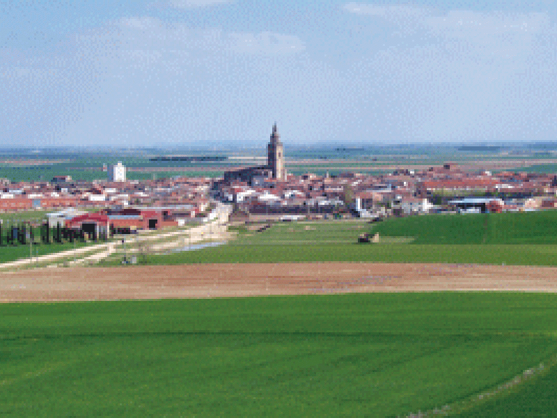 La Ruta del Vino de Rueda colabora en el LXXVIII Campeonato de España de Galgos