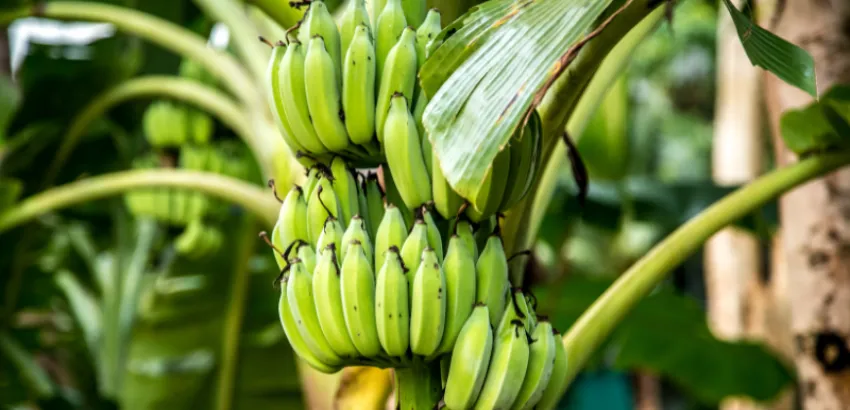 El Plátano Verde Macho: Estrella de la Nueva Gastronomía Iberoamericana El Plátano Verde Macho: Estrella de la Nueva Gastronomía Iberoamericana