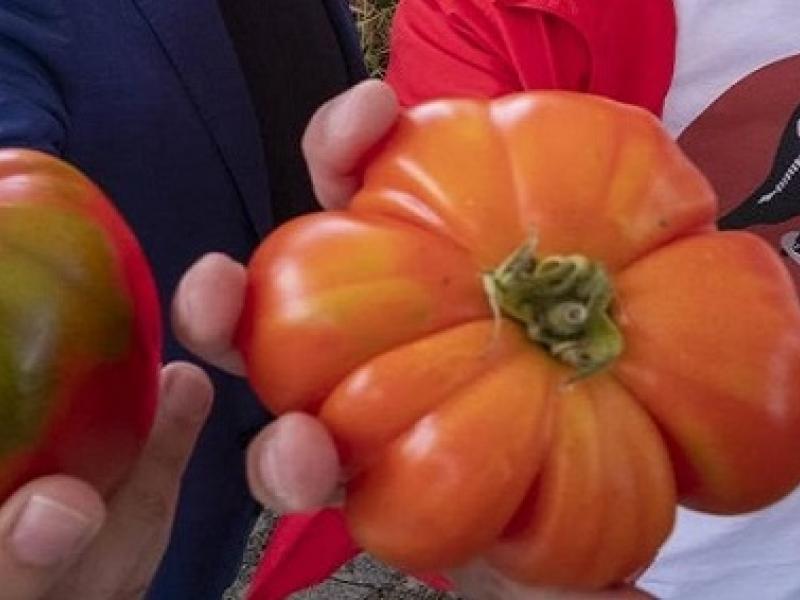 Feria Nacional del Tomate Antiguo