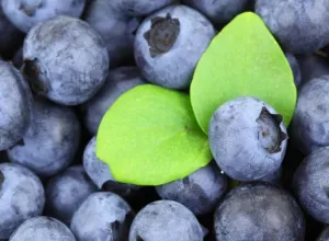El arándano chileno aterriza en la India como un producto gourmet