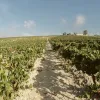 vendimia Jerez