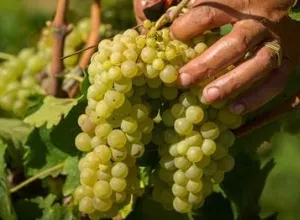 Vendimia ecológica en Juvé & Camps con la experiencia de la reciente reconversión de sus viñedos