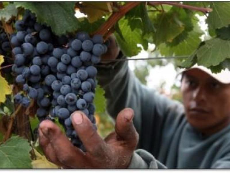 Argentina será quinto productor de vino en 2014 y Chile caerá al octavo lugar