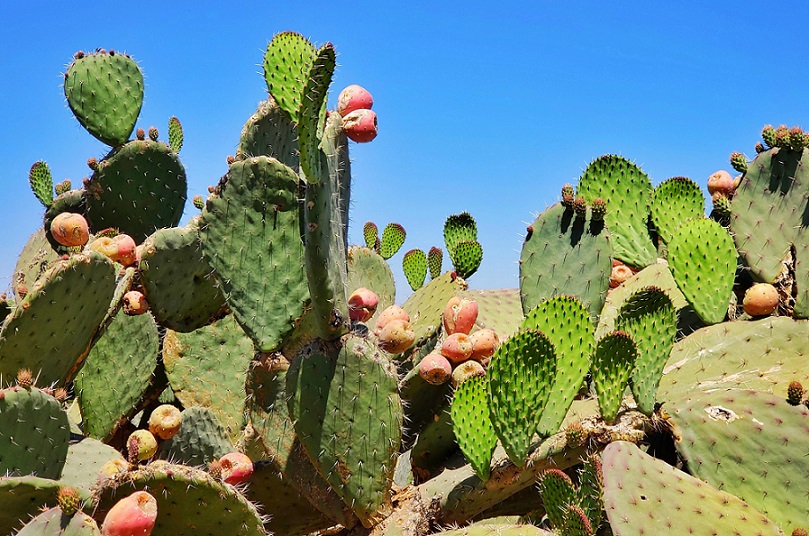 nopal-alimento