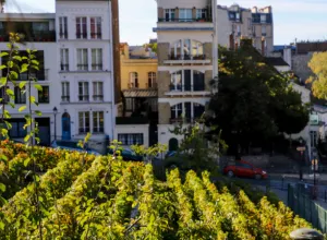 viñedo en París