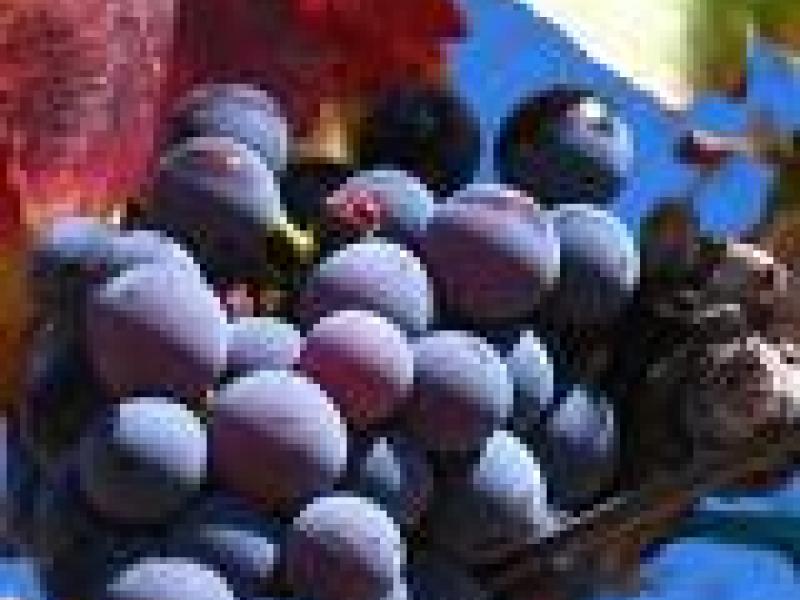 España: Más de 80 millones de kilos de uva se pueden quedar en las cepas de Rioja