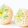 frutilla 
