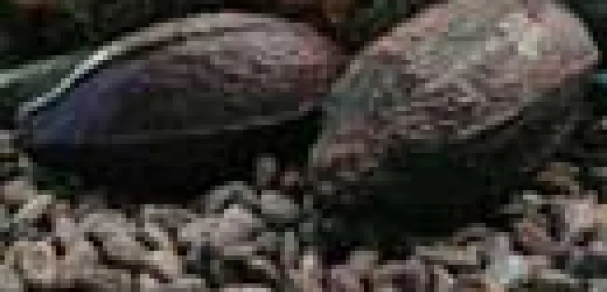 Chocolateros de Costa Rica quieren entrar en el mercado gourmet Chocolateros de Costa Rica quieren entrar en el mercado gourmet