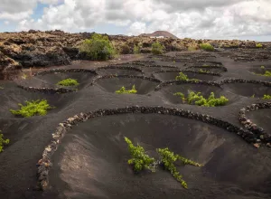 viñedos bodega el Grifo Lanzarote