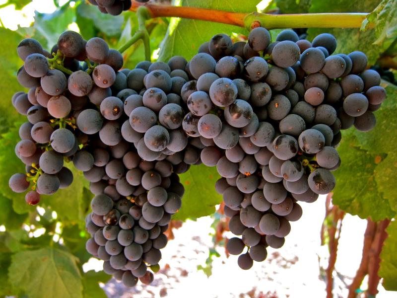 Uva tannat
