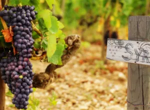 syrah