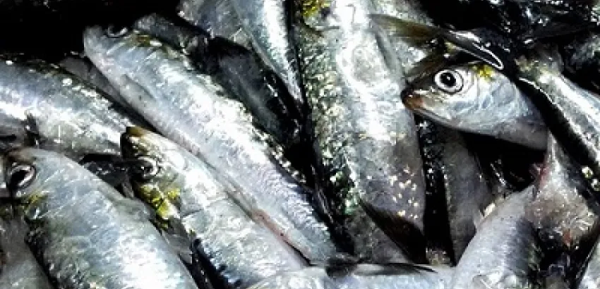 Cinco grandes ventajas de comer pescado pequeño Cinco grandes ventajas de comer pescado pequeño
