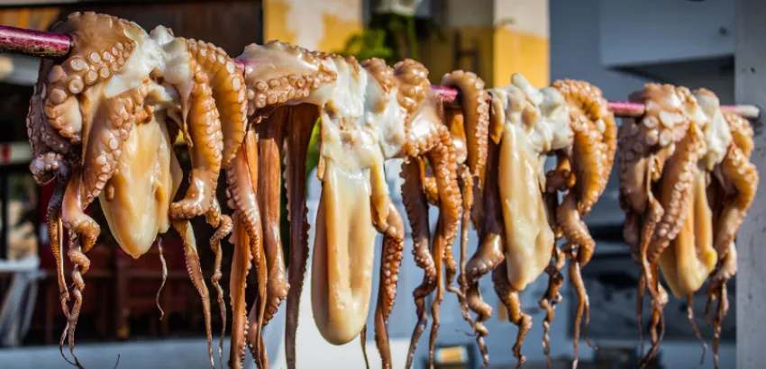 El pulpo gallego en peligro: caída de capturas y precios al alza El pulpo gallego en peligro: caída de capturas y precios al alza
