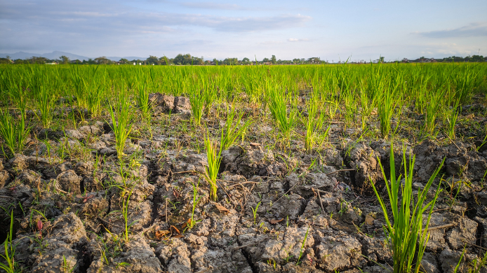 Cultivo de arroz afectado por sequía, uno de los alimentos que podría verse impactado por el fenómeno de El Niño