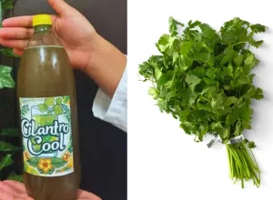 cilantro cool