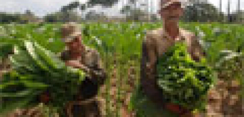 Cuba espera la mejor cosecha de tabaco de la última década Cuba espera la mejor cosecha de tabaco de la última década