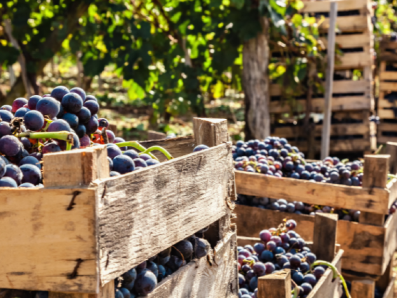 vino francés