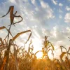 Día contra el Hambre y la malnutrición