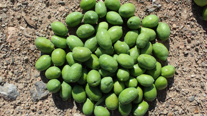 De esta aceituna tan característica surge el Aceite Pico Limón