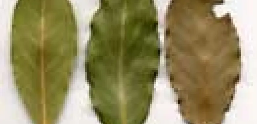 Las propiedades digestivas del laurel Las propiedades digestivas del laurel
