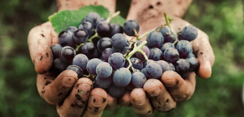 uva-sangiovese