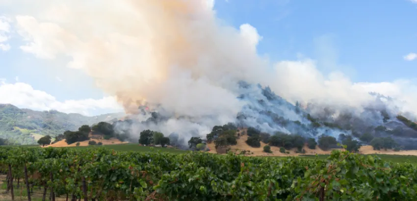 Investigadores estadounidenses estudian nuevas técnicas vinícolas frente a incendios forestales nuevo descubrimiento viticultura