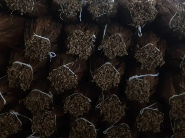 Festival del Habano