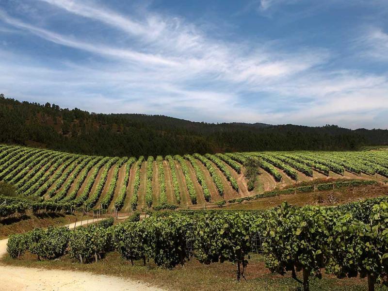 enoturismo-rutas-del-vino