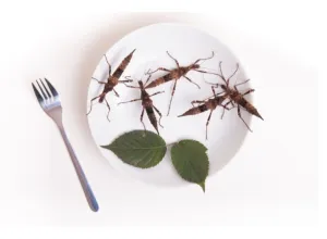 Insectos comestibles servidos en un plato gourmet, ejemplo de entomofagia moderna y sostenible.