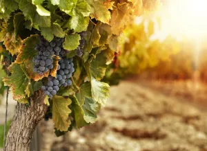 vinos