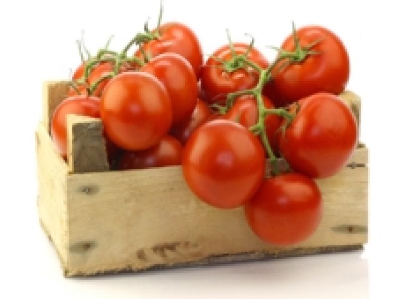 Países Bajos, el mayor exportador de tomate del mundo
