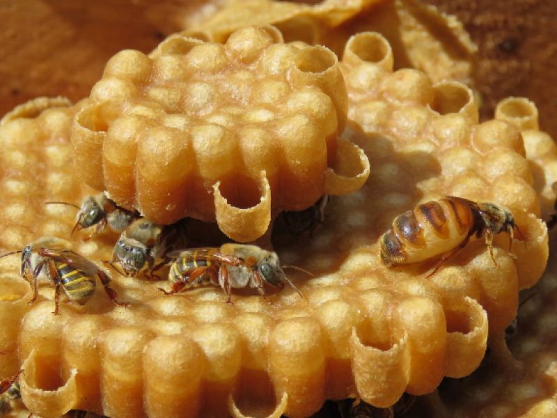 Miel de abeja melipona