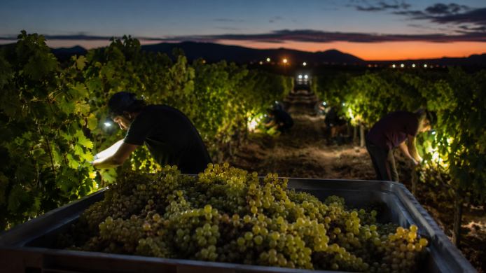Vendimiadores recogen uvas blancas de madrugada en un viñedo iluminado, con una caja llena de racimos en primer plano.