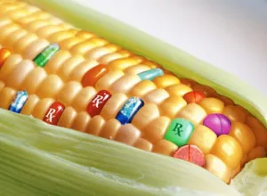 Cada 8 de abril se celebra el Día Internacional de Oposición a los Alimentos Transgénicos